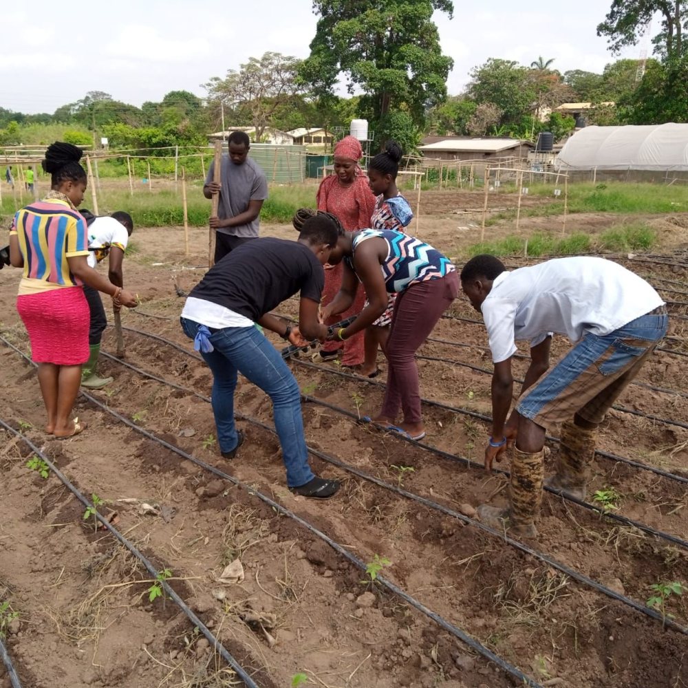 Smart Irrigation project in Ghana shows promising results NWP